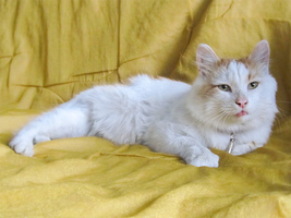 Чубайс. История огромного рыжего кота